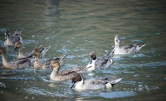 ȫ�ԄӼ�ˎ�b����ô�����B(y��ng)���Uˮ��COD�����D�ģ�