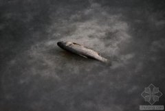 �Ї�(gu��)ˮ��Ⱦ��(w��n)�}��?ch��)?y��n)�� ������(ji��n)�ο��ׂ�(g��)�������D�ģ�